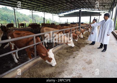 (190624) -- KUNMING, June 24, 2019 -- Staff check on cattle at a cowshed in Wa Autonomous County of Ximeng, southwest China s Yunnan Province, June 18, 2019. ) CHINA-YUNNAN-XIMENG-DEVELOPMENT (CN) QinxQing PUBLICATIONxNOTxINxCHN Stock Photo