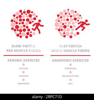 Skeletal muscle fiber types with slow twitch and fast twitch ...