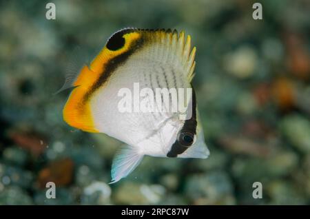 Juvenile Vagabond Butterflyfish, Chaetodon vagabundus, Gemaf dive site, Weda, Halmahera, North Maluku, Indonesia, Halmahera Sea Stock Photo