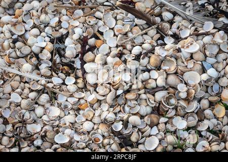 Numerous cockle shells on a Scottish beach Stock Photo