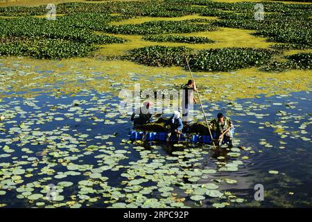 (190628) -- BEIJING, June 28, 2019 -- Cleaners work at Longfeng wetland nature reserve in Daqing City, northeast China s Heilongjiang Province, July 3, 2017. When summer comes, the Fujin National Wetland Park in northeast China s Heilongjiang Province becomes a paradise for wild birds. However, it was a completely different scene years ago. The wetland park used to be a huge tract of low-lying farmland. The original ecological system of the wetland has been restored since policies were implemented to turn marginal farmland into forests, grassland and wetlands across the province. Heilongjiang Stock Photo