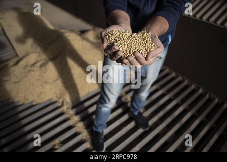 (190628) -- BEIJING, June 28, 2019 -- A soybean merchant shows soybeans in storage in Rosario, Argentina, May 2, 2019. Martin Zabala) Xinhua Headlines: Butterfly effect of U.S. trade bullying far-reaching NixRuijie PUBLICATIONxNOTxINxCHN Stock Photo