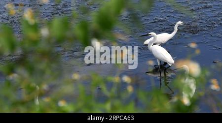 (190629) -- BEIJING, June 29, 2019 -- Egrets are seen at a wetland in Yunlin County, southeast China s Taiwan, Nov. 28, 2016. Taiwan is an island off the southeast coast of the Chinese mainland. There are abundant ecological resources and numerous scenic spots, including the Ali Mountain, a famous mountain resort and nature reserve, the Sun Moon Lake, the biggest freshwater lake on the island, Kenting, surrounded by water on three sides at the southernmost end of Taiwan, the Yehliu Geopark, famous for its sea-erosion landscape on the north coast of Taiwan, and the Lanyu island, an island cover Stock Photo