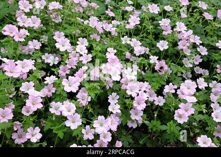 Soft pink Cranesbill 'Dreamland' also known as Geranium 'Bremdream' in flower. Stock Photo