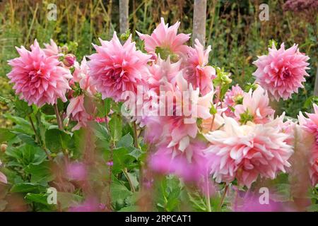 Dusky pink dinner plate Dahlia 'Otto's Thrill' in flower Stock Photo ...