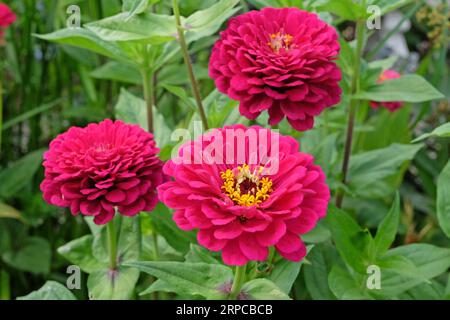 Pink common Zinnia elegans 'Super Yoga Rose' in flower. Stock Photo