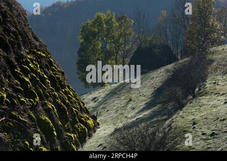 Green moss on a thatched roof. Mountain hut covered with straw. Stock Photo
