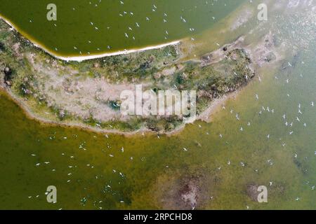 (190705) -- NANJING, July 5, 2019 -- Aerial photo shows terns flying over the Dafeng Milu National Nature Reserve in the city of Yancheng, east China s Jiangsu Province, June 28, 2019. China s Migratory Bird Sanctuaries along the coast of the Yellow Sea-Bohai Gulf (Phase I) were inscribed on the World Heritage List as a natural site on Friday at the ongoing 43rd session of the UNESCO World Heritage Committee in Azerbaijan s capital of Baku. Migratory Bird Sanctuaries along the coast of the Yellow Sea-Bohai Gulf of China are located in the Yellow Sea ecoregion, containing the world s largest co Stock Photo