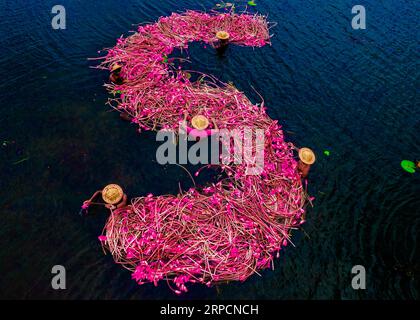 Farmers are seen floating through an over 50 square kilometers canal and collecting the Water Lilies in Satla Union, Barishal Division in Bangladesh. Workers are seen working from very early in the morning from 6-8 am in the canal wearing handmade Head caps to protect their head and body for the tremendous heat of the sun. The farmers would sell the delicate bright pink blooms at Local market. Pink lilies and green lily pads cover the over 10,000-acre canal and wetlands area in Barishal Division, Bangladesh. Every flower is carefully hand-picked and collected inside the farmers' little wooden Stock Photo