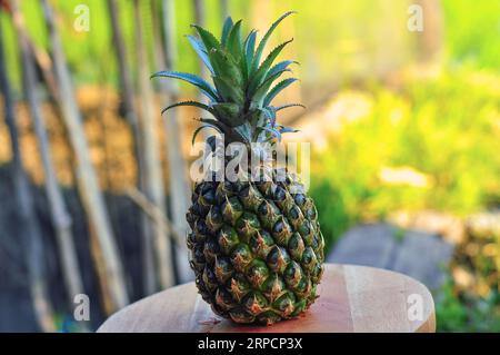 Pineapple(Ananas comosus) on wooden with blurred garden background.Sweet,sour and juicy taste.Have a lot of fiber,vitamins C Stock Photo