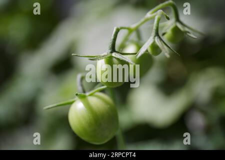 Tomatoes on a branch. Green growing cherry tomatoes with leaves on a branch. A bunch of tomato fruits on a blurry green background Stock Photo