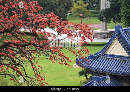 (190712) -- BEIJING, July 12, 2019 -- Photo taken on Feb. 24, 2019 shows kapok flowers at Sun Yat-sen Memorial Hall in Guangzhou, capital of south China s Guangdong Province. Located in south China, Guangdong Province faces the South China Sea and borders Hunan and Jiangxi provinces to the north. It boasts the well-known Pearl River Delta, which is composed of three upstream rivers and a large number of islands. Due to the climate, Guangdong is famous for a diversified ecological system and environment. In recent years, by upholding the principle of green development, Guangdong has made remark Stock Photo