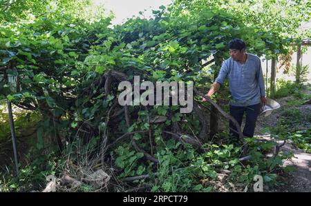 (190712) -- LHASA, July 12, 2019 -- Tibetan man Lurinde shows a 100-year-old grapevine at his home in Naxi Township, Mangkam County, Chamdo, southwest China s Tibet Autonomous Region, June 3, 2019. Tibetans generally serve guests highland barley wine. In a township 1,000 km from Lhasa, capital of Tibet Autonomous Region, where some people of the ethnic Naxi group live, locals welcome guests with indigenous red wine instead. The township gets its name from the ethnicity of the inhabitants -- the ethnic Naxi people, though most of whom live in Yunnan Province, Tibet s neighbor. Under the jurisdi Stock Photo