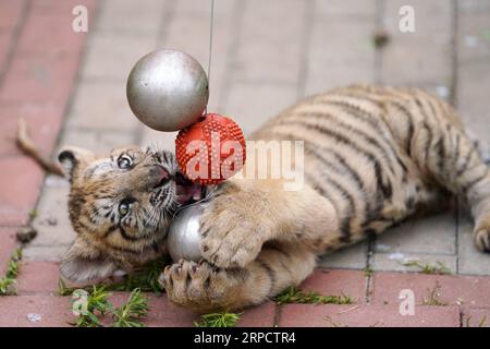 (190713) -- HAILIN, July 13, 2019 -- A Siberian tiger cub plays balls at the Siberian tiger park of the China Hengdaohezi Feline Breeding Center in Hailin, northeast China s Heilongjiang Province, July 12, 2019. Over 30 Siberian tiger cubs were born in the park from the end of February this year. ) CHINA-HEILONGJIANG-HAILIN-SIBERIAN TIGER CUB (CN) WangxJianwei PUBLICATIONxNOTxINxCHN Stock Photo