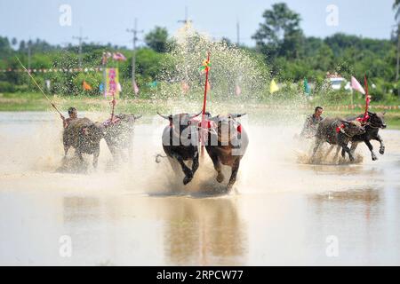 (190713) -- BANGKOK, July 13, 2019 -- Buffalo racers compete during the annual Wooden Plow Buffalo Race in Chonburi, Thailand, July 13, 2019. Rachen Sageamsak) THAILAND-BANGKOK-BUFFALO RACE ZhangxKeren PUBLICATIONxNOTxINxCHN Stock Photo