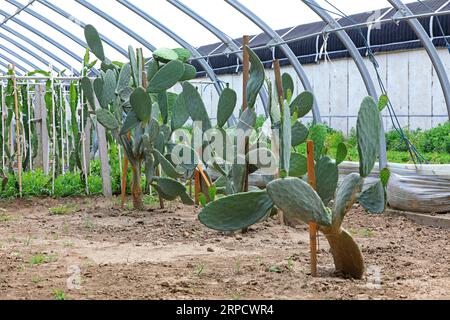 Edible cactus in greenhouse, North China Stock Photo