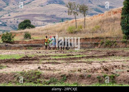 ANDRINGITRA MOUNTAIN, MADAGASCAR - NOVEMBER 17, 2022: A farmer cultivates a field with the help of zebu cattle, which have been used for agriculture i Stock Photo
