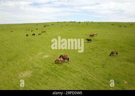 (190718) -- ZHANGYE, July 18, 2019 -- Aerial photo taken on July 17, 2019 shows a herd of horses at Shandan horse ranch on north foot of the Qilian Mountain in northwest China s Gansu Province. The horse ranch dating back to the Western Han Dynasty is located in the middle of Hexi Corridor in Gansu. ) CHINA-GANSU-HORSE RANCH (CN) FanxPeishen PUBLICATIONxNOTxINxCHN Stock Photo