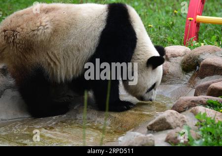 (190723) -- CHANGCHUN, July 23, 2019 -- Giant panda Mu Yun drinks water at the panda hall of Siberian Tiger Park in Changchun, northeast China s Jilin Province, July 23, 2019. To give giant pandas a comfortable summer, zoo authorities have adjusted their diets and built an additional resting place and pond, which help them fend off the summer heatwave. ) CHINA-CHANGCHUN-SUMMER-GIANT PANDA (CN) LinxHong PUBLICATIONxNOTxINxCHN Stock Photo