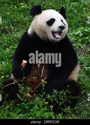 (190723) -- CHANGCHUN, July 23, 2019 -- Giant panda Mu Yun eats bamboo at the panda hall of Siberian Tiger Park in Changchun, northeast China s Jilin Province, July 23, 2019. To give giant pandas a comfortable summer, zoo authorities have adjusted their diets and built an additional resting place and pond, which help them fend off the summer heatwave. ) CHINA-CHANGCHUN-SUMMER-GIANT PANDA (CN) LinxHong PUBLICATIONxNOTxINxCHN Stock Photo