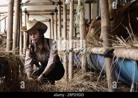 (190727) -- WEST JAVA, July 27, 2019 -- A girl feeds cows for the upcoming Eid al-Adha festival at a cow barn in Depok, West Java, Indonesia, on July 27, 2019. Muslims in Indonesia prepare to celebrate Eid al-Adha, which falls on Aug. 11 this year. (Photo by /Xinhua) INDONESIA-WEST JAVA-LIVESTOCK-UPCOMING EID AL-ADHA DedixIstanto PUBLICATIONxNOTxINxCHN Stock Photo