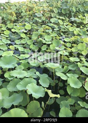 (190727) -- BEIJING, July 27, 2019 -- Photo taken with a mobile phone shows lotus leaves in Xihai Wetland Park in Beijing, capital of China, July 12, 2019. ) (BeijingCandid)CHINA-BEIJING-SUMMER (CN) ChenxZhonghao PUBLICATIONxNOTxINxCHN Stock Photo