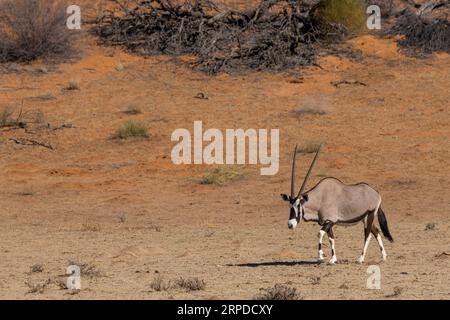 A lone Gemsbok also known as an Oryx gazella walks in the sunlight through the arid vegetation and red dunes of the Kgalagadi National Park. Stock Photo