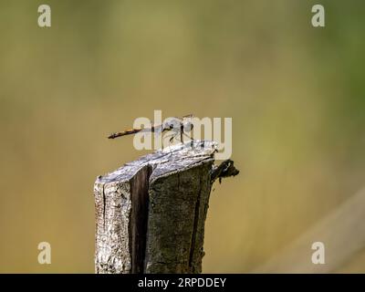common darter dragonfly perched on top of wooden post Stock Photo