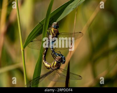 Migrant Hawkers mating Stock Photo