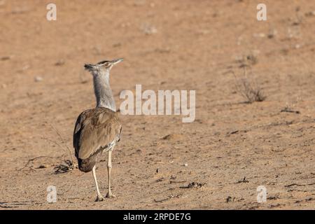 A solitary Kori Bustard also known as Ardeotis kori, walks in the sunlight of the arid Kgalagadi Transfrontier National Park, South Africa Stock Photo