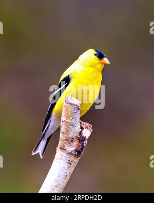 Goldfinch male close-up side view perched on a birch branch tree with a colourful background in its environment and habitat surrounding. American Gold Stock Photo