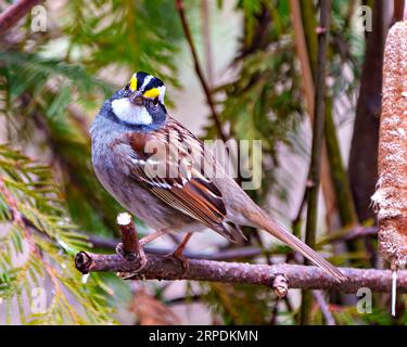 Sparrow close up front view perched on a branch with green forest background in its environment and habitat surrounding. White-throat Sparrow Picture. Stock Photo