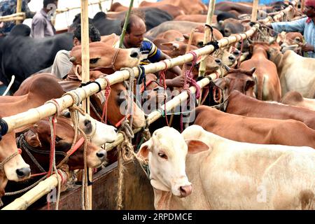 (190807) -- DHAKA, Aug. 7, 2019 (Xinhua) -- Cattle are transported on a vessel in Dhaka, Bangladesh, on Aug. 7, 2019. With the Eid al-Adha festival just around the corner, cattle markets in Dhaka are now brimming with hundreds of thousands of sacrificial animals. (Str/Xinhua) BANGLADESH-DHAKA-EID AL-ADHA-LIVESTOCK MARKET PUBLICATIONxNOTxINxCHN Stock Photo