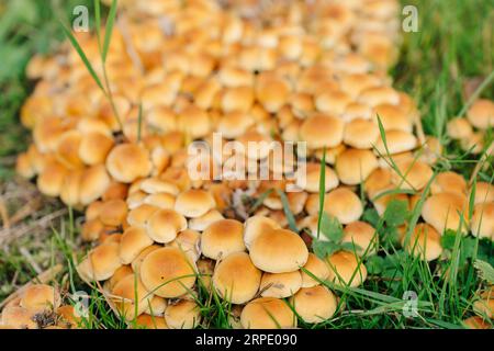 Large group of Marasmius oreades, also known as the fairy ring mushroom or fairy ring champignon in green grass Stock Photo