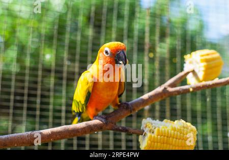 The sun conure (Aratinga solstitialis), also known as the sun parakeet parrot eating corn from the tree in Kuala Lumpur Stock Photo