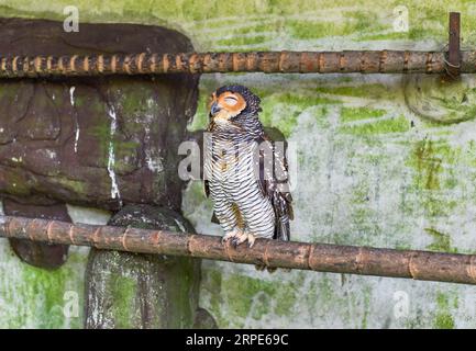 The spotted wood owl (Strix seloputo) sleeping on a tree Stock Photo