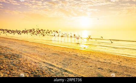 A flock of seagulls flying over a beach on the Gulf coast of Florida Stock Photo