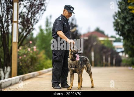 (190823) -- KUNMING, Aug. 23, 2019 -- China s first cloned police dog Kunxun goes through a test with Li Hua, head of the police dog squad with the public security bureau of Pu er City, at Kunming Police Dog Base in Kunming, southwest China s Yunnan Province, Aug. 22, 2019. China s first cloned police dog Kunxun has finished its training and was officially accepted as a police dog on Thursday. She was cloned from a 7-year-old female dog, known as Huahuangma, that has been in service in the city of Pu er, Yunnan, by Sinogene, a Beijing-based biotechnology firm. Police dogs serving in real tasks Stock Photo