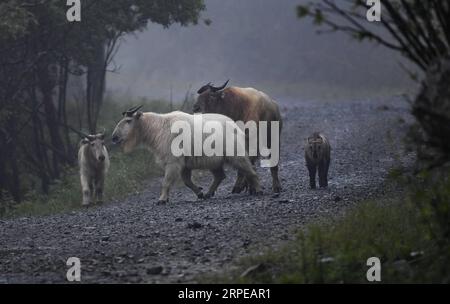 (190823) -- BEIJING, Aug. 23, 2019 -- Takins are seen in the Qinling Mountains, northwest China s Shaanxi Province, June 27, 2019. As a land-locked province, Shaanxi stretches the drainage areas of the Yangtze River and the Yellow River, the two longest rivers in China. It boasts main parts of the Qinling Mountains, one of the biodiversity hotspots worldwide, dividing northern temperate zones from subtropical zones. Meanwhile, Shaanxi is habitat of rare protected animals. Over the past years, Shaanxi Province has been promoting ecological development. For example, Yan an, commonly termed as th Stock Photo