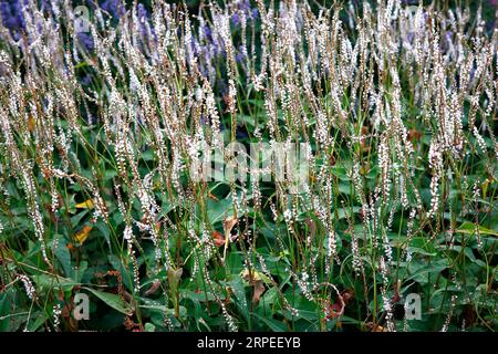 Closeup of the white flower spikes of the summer flowering herbaceous perennial garden plant persicaria amplexicaulis alba. Stock Photo