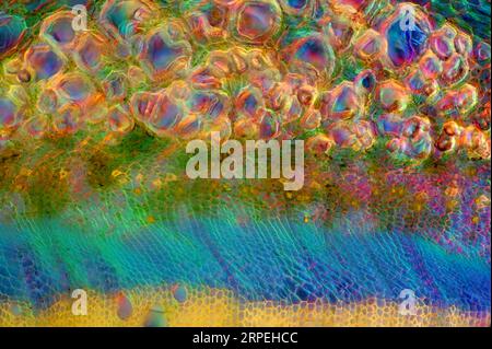 The image presents nettle tissues in the transversal cross-section of the stalk, photographed through the microscope in polarized light at a magnifica Stock Photo