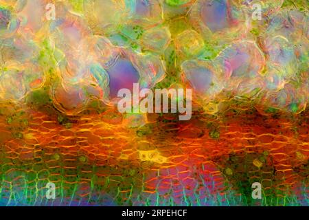 The image presents nettle tisues in the transversal cross-section of the stalk, photographed through the microscope in polarized light at a magnificat Stock Photo