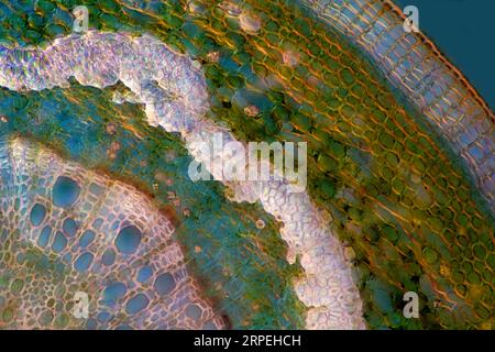 The image presents oak tissues in transversal cross-section of the stalk, photographed through the microscope in polarized light at a magnification of Stock Photo