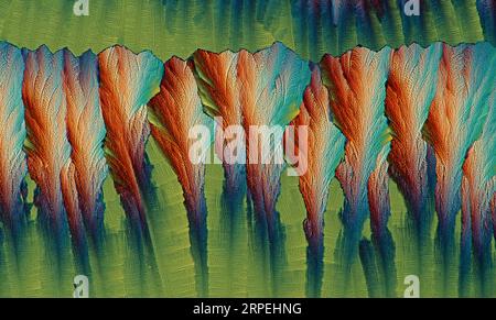 The image presents crystallized  mixture of urea and paracetamol, photographed through the microscope in polarized light at a magnification of 100X Stock Photo