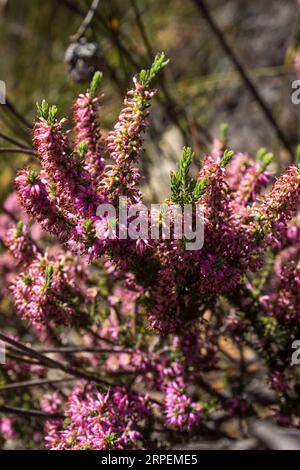 A mas of pink erica flowers, one of the Fynbos species in western Cape of South Africa Stock Photo