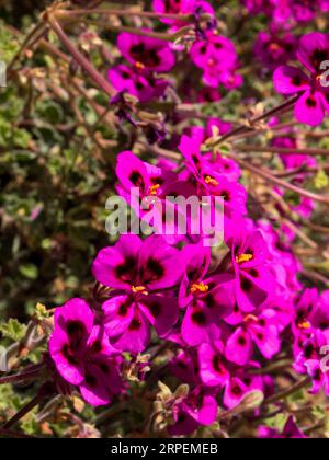 Bright Purple flowers of a Magenta-flowered Pelargonium, Pelargonium magenteum, growing wild Stock Photo