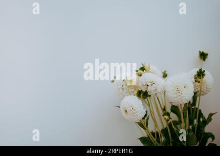Autumn dahlias flowers bouquet against the white wall. Front view. Copy space Stock Photo