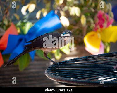The Great-Tailed Grackle or Mexican Grackle (Quiscalus mexicanus), a Female Brown Bird Stands on the Metal Table and Holds a Cigarette Filter with its Stock Photo
