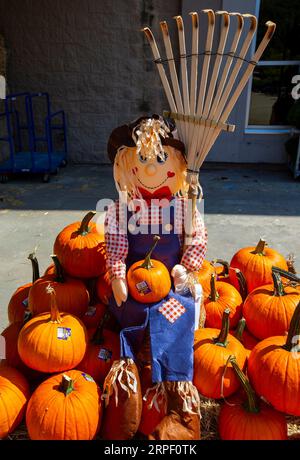 Pumpkins on display at a home improvement store in Torringron, Connecticut Stock Photo