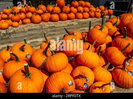 Pumpkins on display at a home improvement store in Torringron, Connecticut Stock Photo